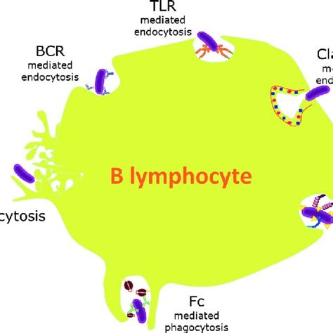 Endocytic Pathways In B Lymphocytes Responsible For Bacterial Uptake B Download Scientific