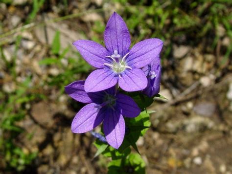 Plantfiles Pictures Venus Looking Glass Triodanis Perfoliata By Captmicha