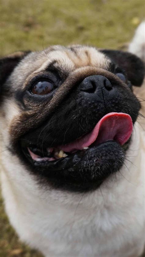 Pug Wallpaper Apk For Android Download