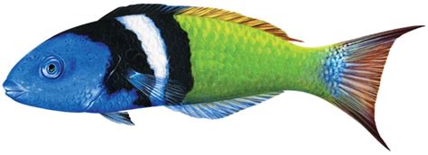 Bluehead Wrasse 5 X 15 By Custom Mosaics Pools And Surfaces Distributor