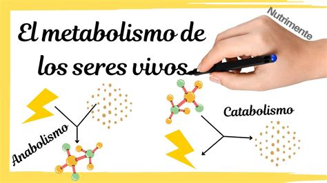 El METABOLISMO De Los Seres Vivos ANABOLISMO Y CATABOLISMO YouTube 0