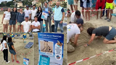 Nuovo Nido Di Tartaruga Caretta Caretta Scoperto Ad Arma Di Taggia