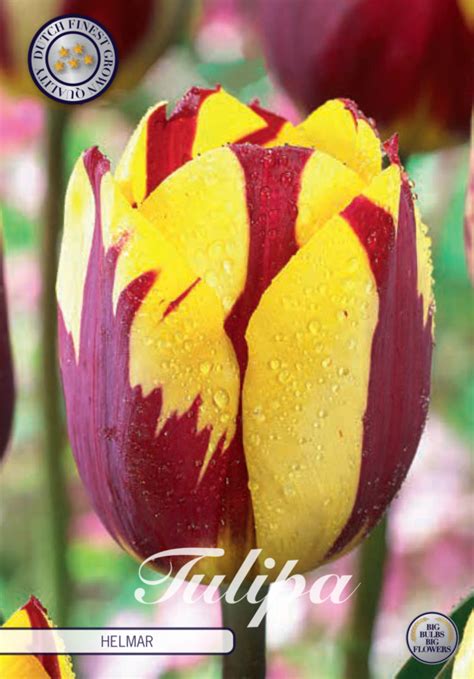 Red Yellow Tulip Bulbs Helmar