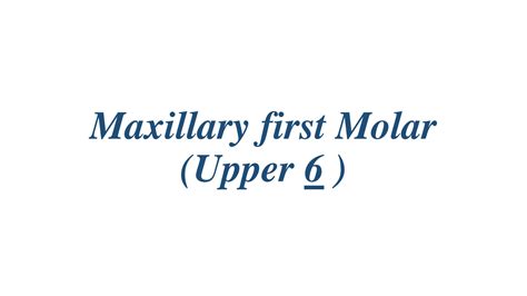 Solution Maxillary First Molar Studypool