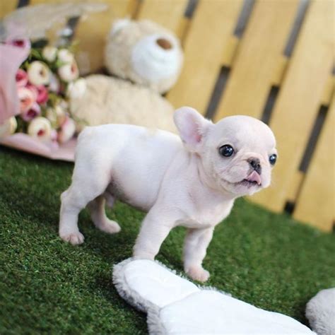 Mini Teacup French Bulldog Puppies : French Bulldog Info, Size ...