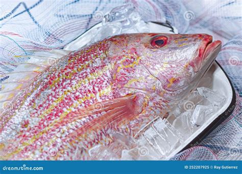 Descubre Los Secretos Del Pargo Pesca Recetas Y Beneficios