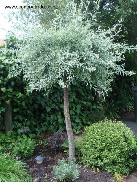 Pyrus Weeping Silver Pear 13 Pot Hello Hello Plants