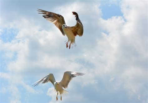 Kostenlose foto Vogel Flügel Himmel Seevogel Möwe Schnabel Flug