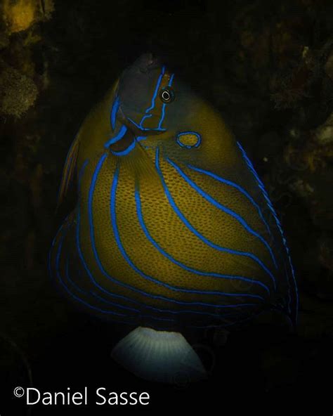 The Blue Ring Angelfish Pomacanthus Annularis Picture Was Taken