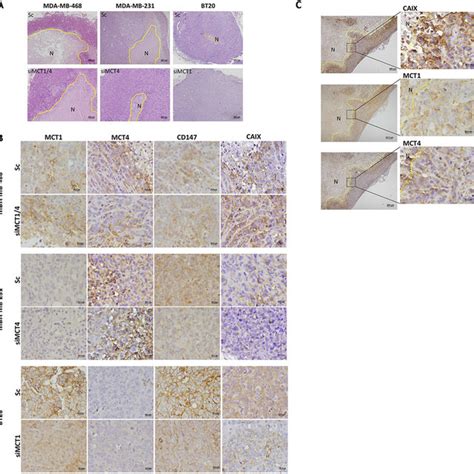 Mct Knockdown Impairs Glycolytic Metabolism And Cell Proliferation A