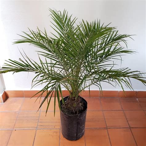 Phoenix Robellini Palmera Enana Bamb Cultivos