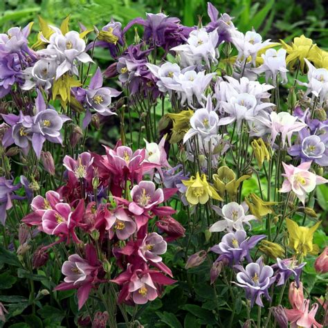 Aquilegia Coerulea Kirigami Mix Vendita Piante Online