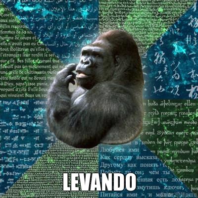 Memes Ape Linguistica Imagens Coloridas Macaco P Gina