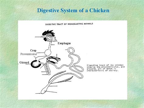 Digestive System Of A Chicken Digestive System Digestive