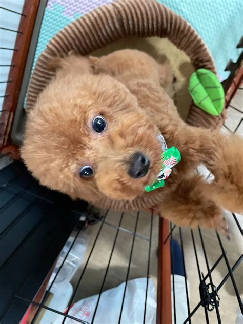 【アイドル犬】今日も元気なマロン君 ブログ 富田林市の障がい者グループホームはさくら・ひまわり