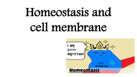 Solution Physiology Homeostasis And Cell Membrane Studypool