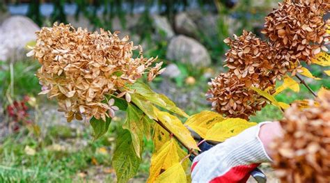 How To Plant Grow And Care For Oakleaf Hydrangeas