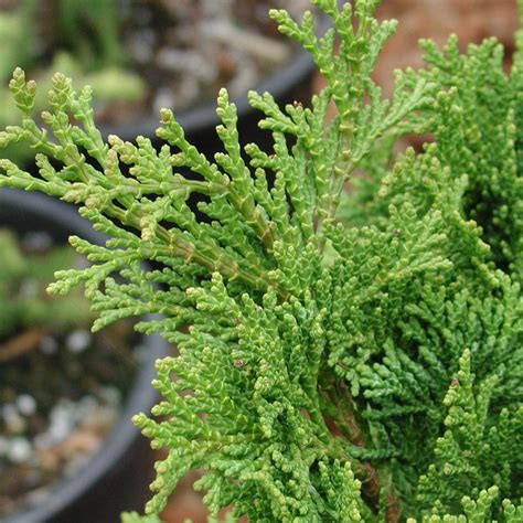 Chamaecyparis Obtusa Nana Gracilis Cypress Arts Nursery Garden And