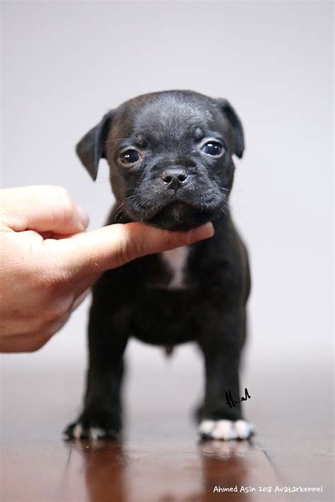 Perros Potencialmente Peligrosos Staffordshire Bull Terrier