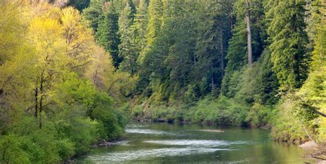 Press Release California Trout And Partners Release Groundbreaking
