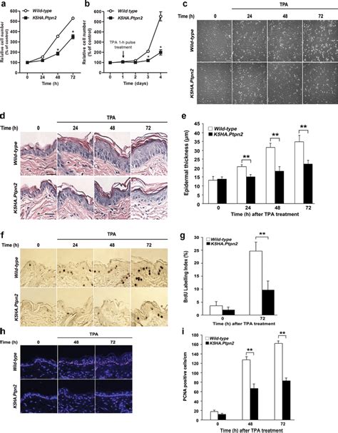 Effect Of Tc Ptp Overexpression On Epidermal Hyperproliferation Induced