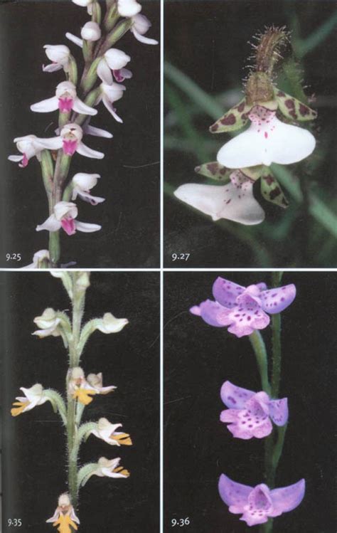 Field Guide To The Orchids Of Madagascar NHBS Field Guides Natural