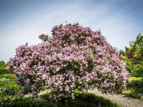 Lilac Tree | Family Food Garden