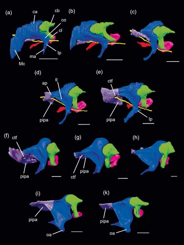 Ontogeny of the malleus in Mesocricetus auratus (Mammalia, Rodentia): Systematic and functional ...