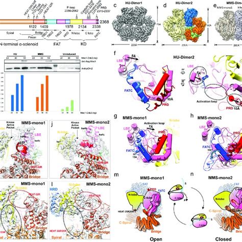 Structures Of The Yeast Mec Ddc Complex A Homolog Of Human