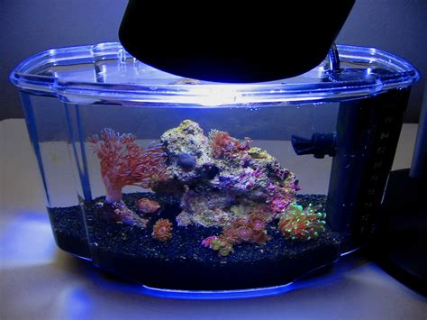 Gallon Pico Tank Shots Nano Reef Community