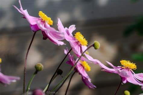 Untitled Leon 🌺 Flickr