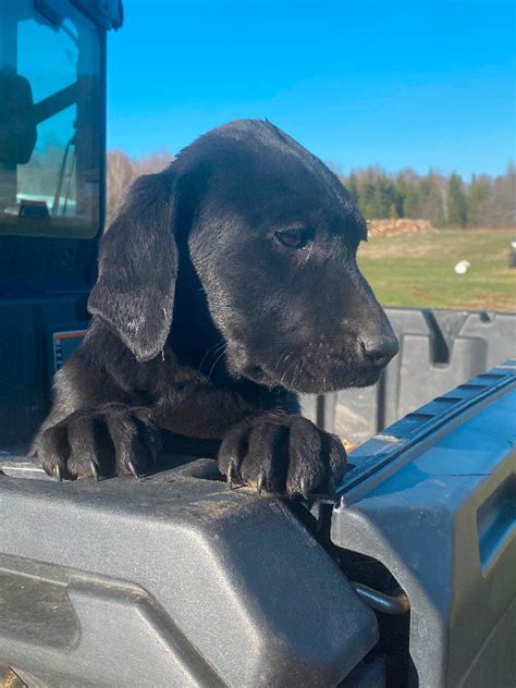 Beautiful Purebred black lab Puppies | Dogs & Puppies for Rehoming ...