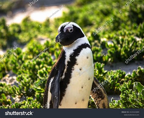 South African Humboldt Penguin Habitat Stock Photo 2115121805 | Shutterstock