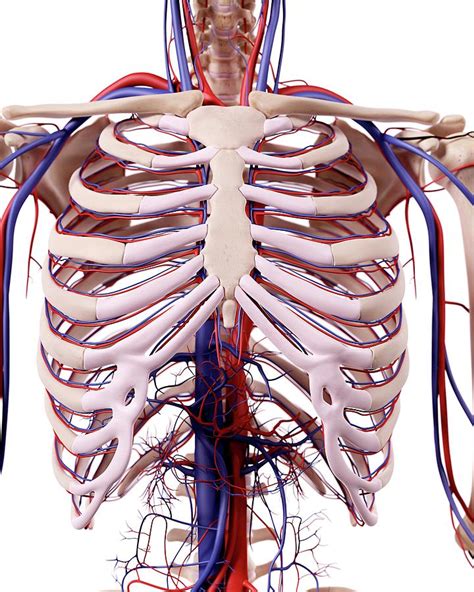 Human Thoracic Anatomy Photograph By Sebastian Kaulitzkiscience Photo