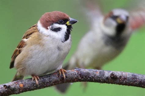 Vogelkunde V Gel Bestimmen Nabu