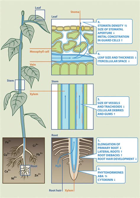 Water Is Transported In Plants Through