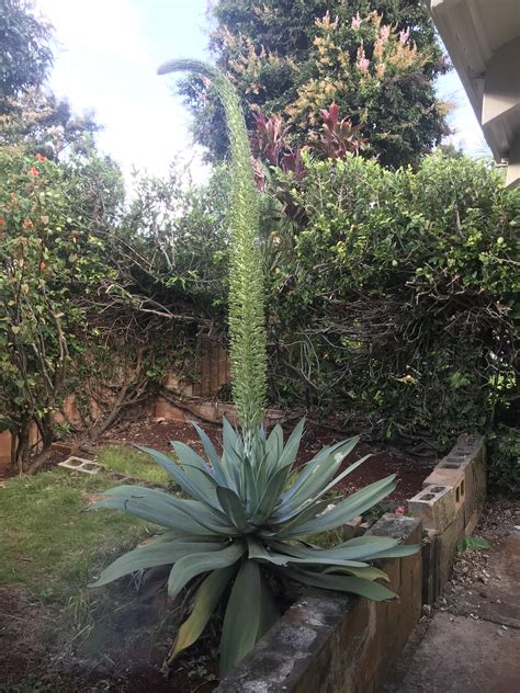 My foxtail agave is about to flower!!! : r/succulents