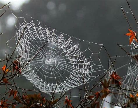 Pin By Claire On All Nature Spider Web Spider Spider Art