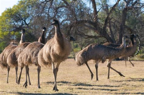 Emu Facts For Kids Brisbane Kids