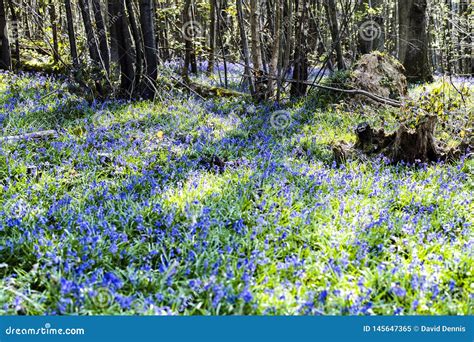 Bluebells In Fore Wood Crowhurst East Sussex England Stock Image