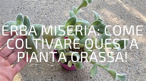 Erba Miseria Come Coltivare Questa Pianta Grassa Tradescantia