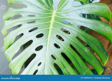 Exotic Tropical Monstera Palm Leaves Green Leaves Of Monstera Palm Or