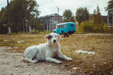 Cómo viven los perros de Chernóbil National Geographic en Español