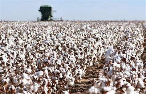 Cotton Plantations