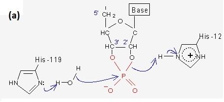 RNase A: Frequently Asked Questions