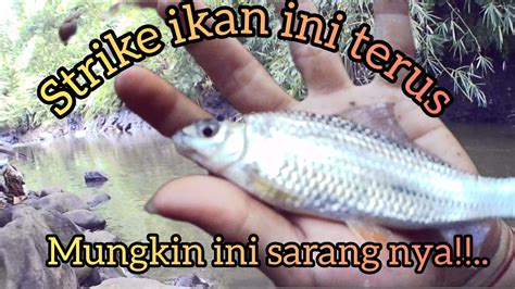 Mancing Di Spot Ini Gacor Terus Mancing Ikan Wader Ikan Nilem