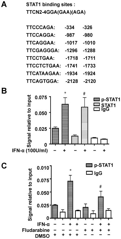 A The Predicted Stat Binding Sites In The Human Gls Promoter Tss