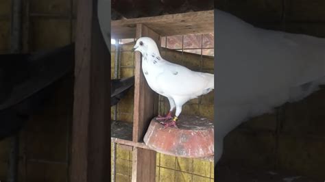 Kalapati Pigeon Racing Pigeons Madla Loft Tv Grizzle Pigeon YouTube