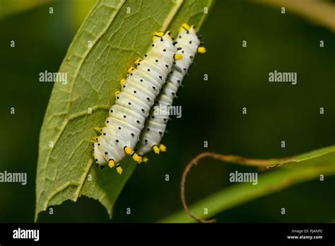 Promethea Silkmoth Caterpillar Callosamia Promethea Stock Photo Alamy