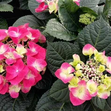 Hydrangea macrophylla 'Frisbee'® Hot Pink, Tellerhortensie 'Frisbee ...